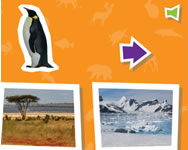 pingvines - Animal house